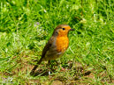 Robin - Rudzik